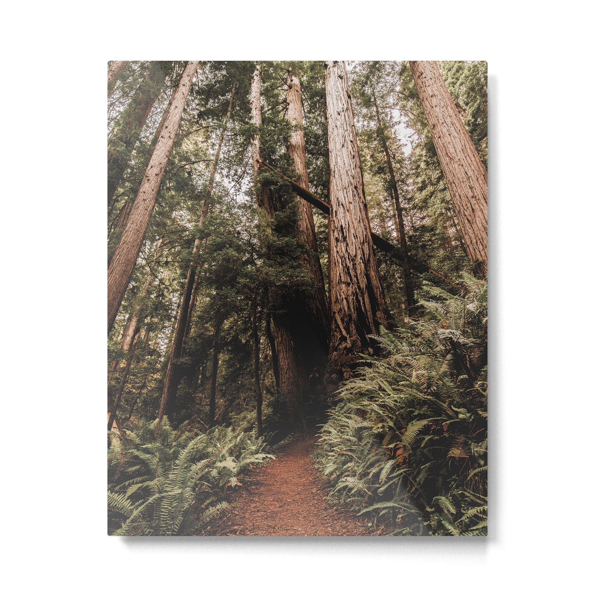 Forest Adventure - Redwood National Park Hiking Metal Print Gallery Image 4