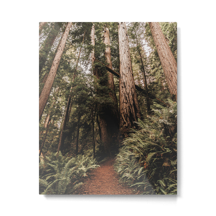 Forest Adventure - Redwood National Park Hiking Metal Print Gallery Image 1
