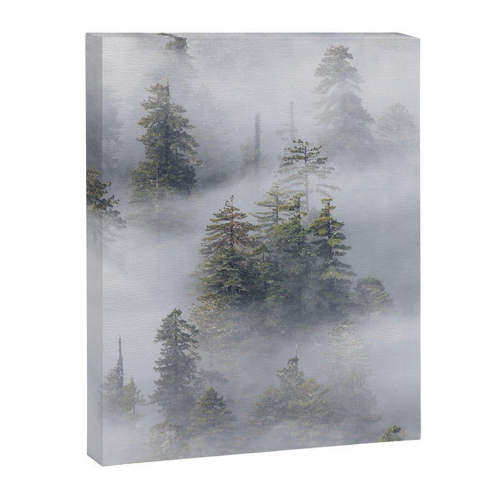 Forest In The Sky - Redwood National Park Foggy Trees Canvas Print Gallery Image 1