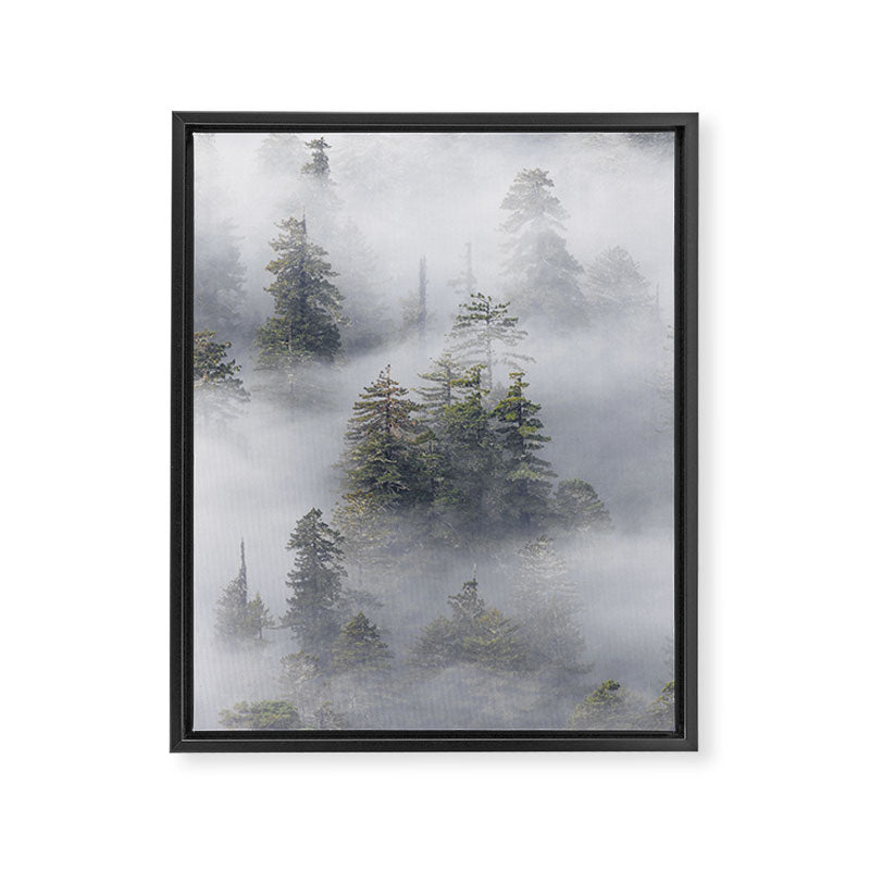 Forest In The Sky - Redwood National Park Foggy Trees Framed Canvas Print Gallery Image 6