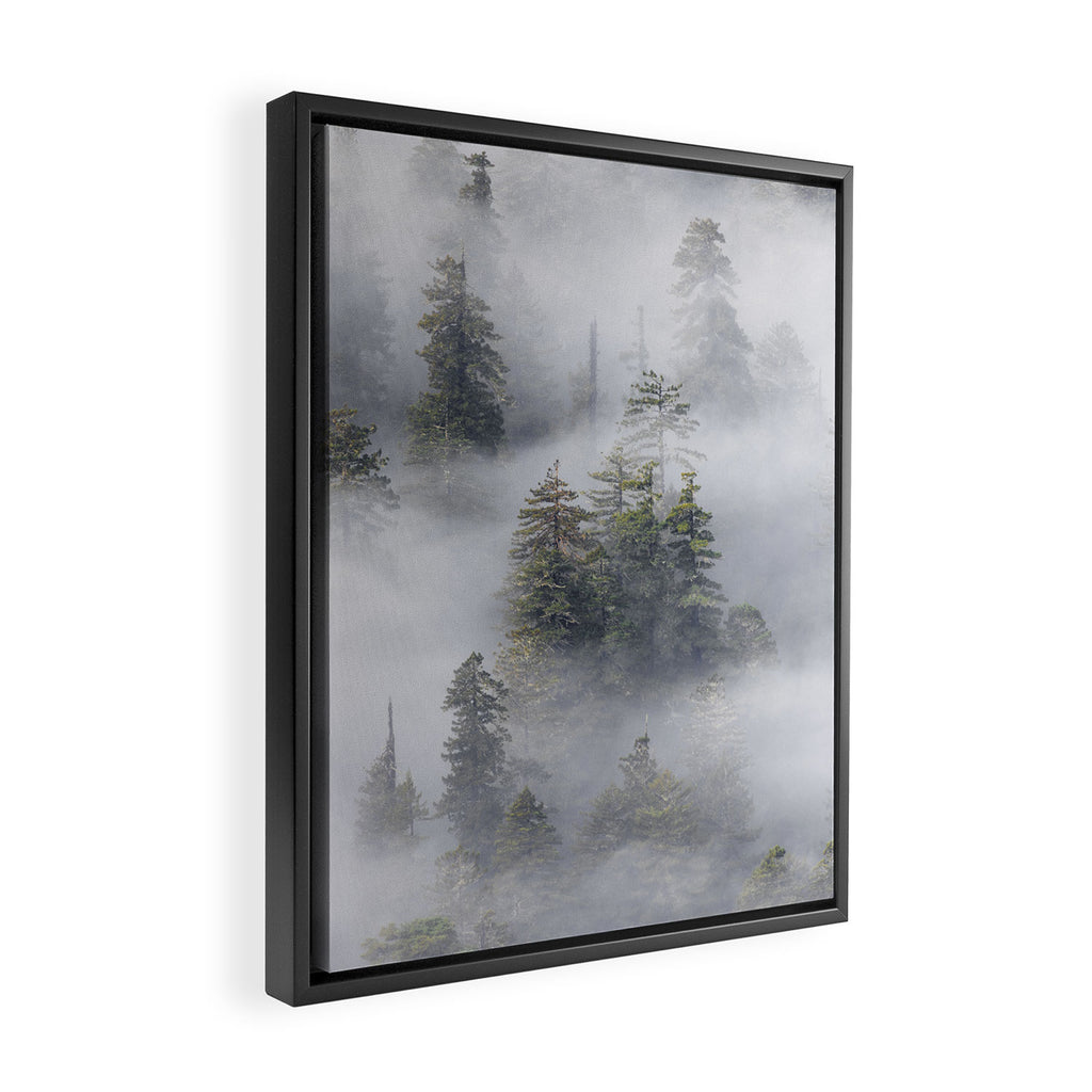 Forest In The Sky - Redwood National Park Foggy Trees Framed Canvas Print Gallery Image 2