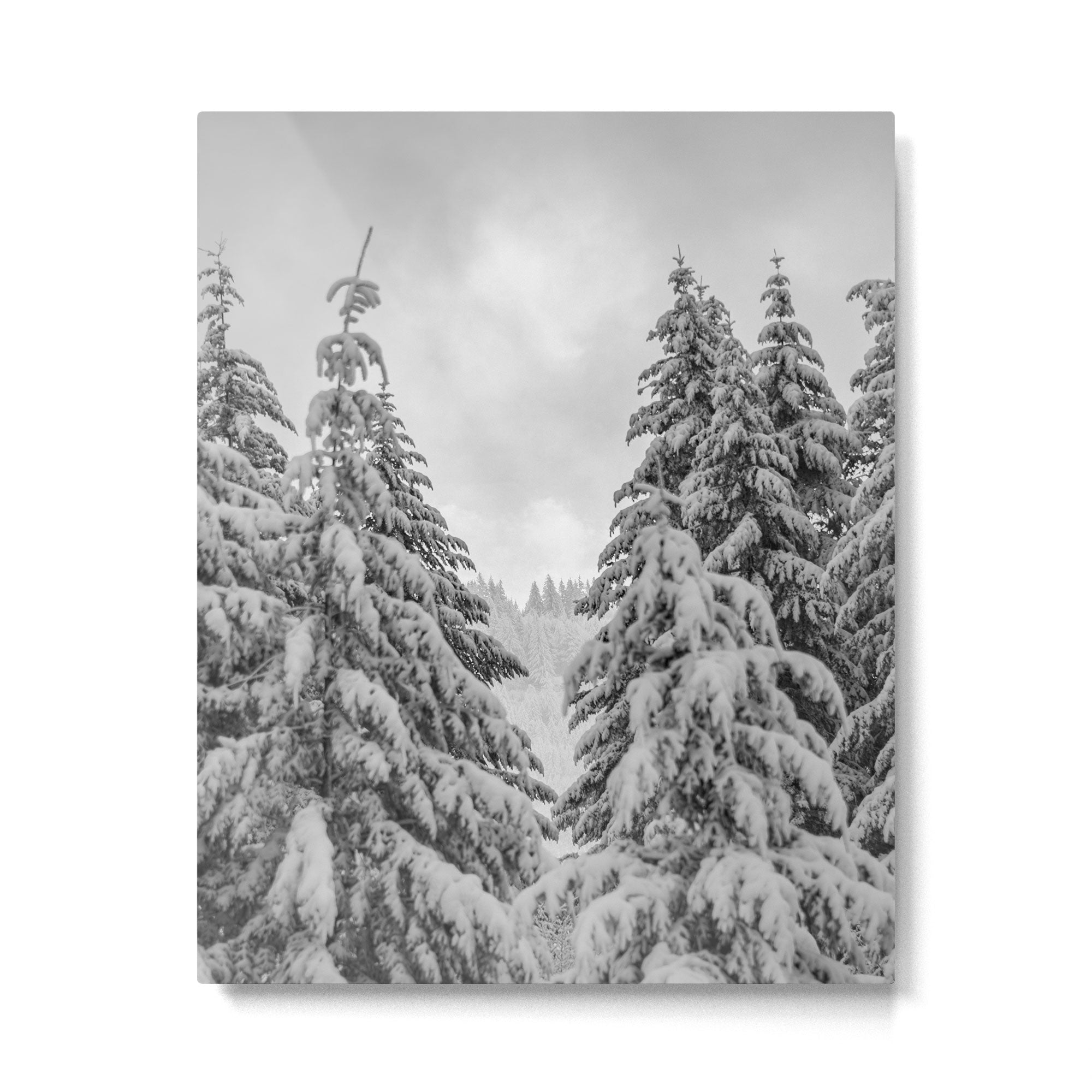 Forest Winter Window - 45/365 Nature Photography Metal Print Gallery Image 4