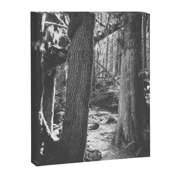 Forest Wonderland - Black and White Nature Photography Canvas Print Gallery Image 1