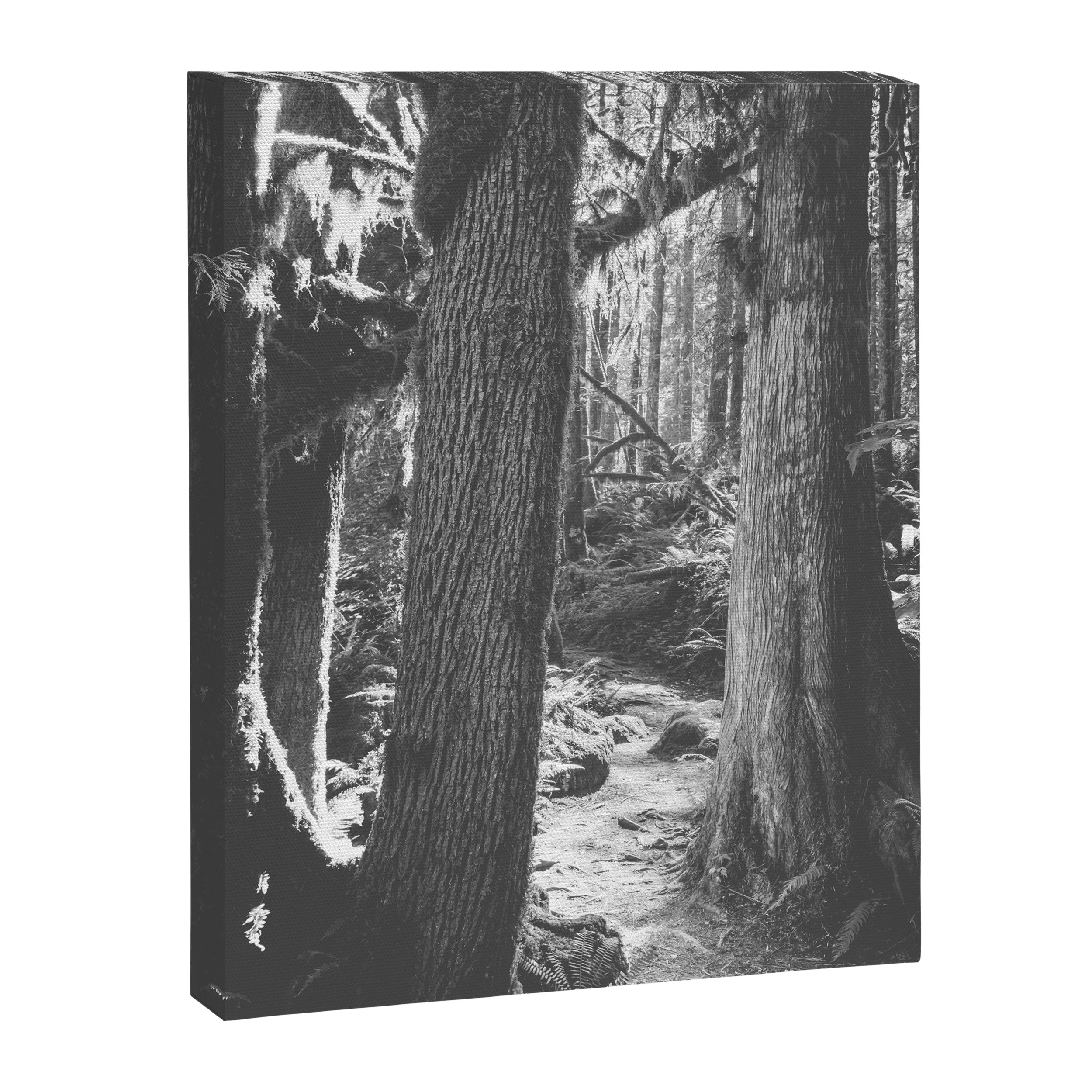 Forest Wonderland - Black and White Nature Photography Canvas Print Gallery Image 6
