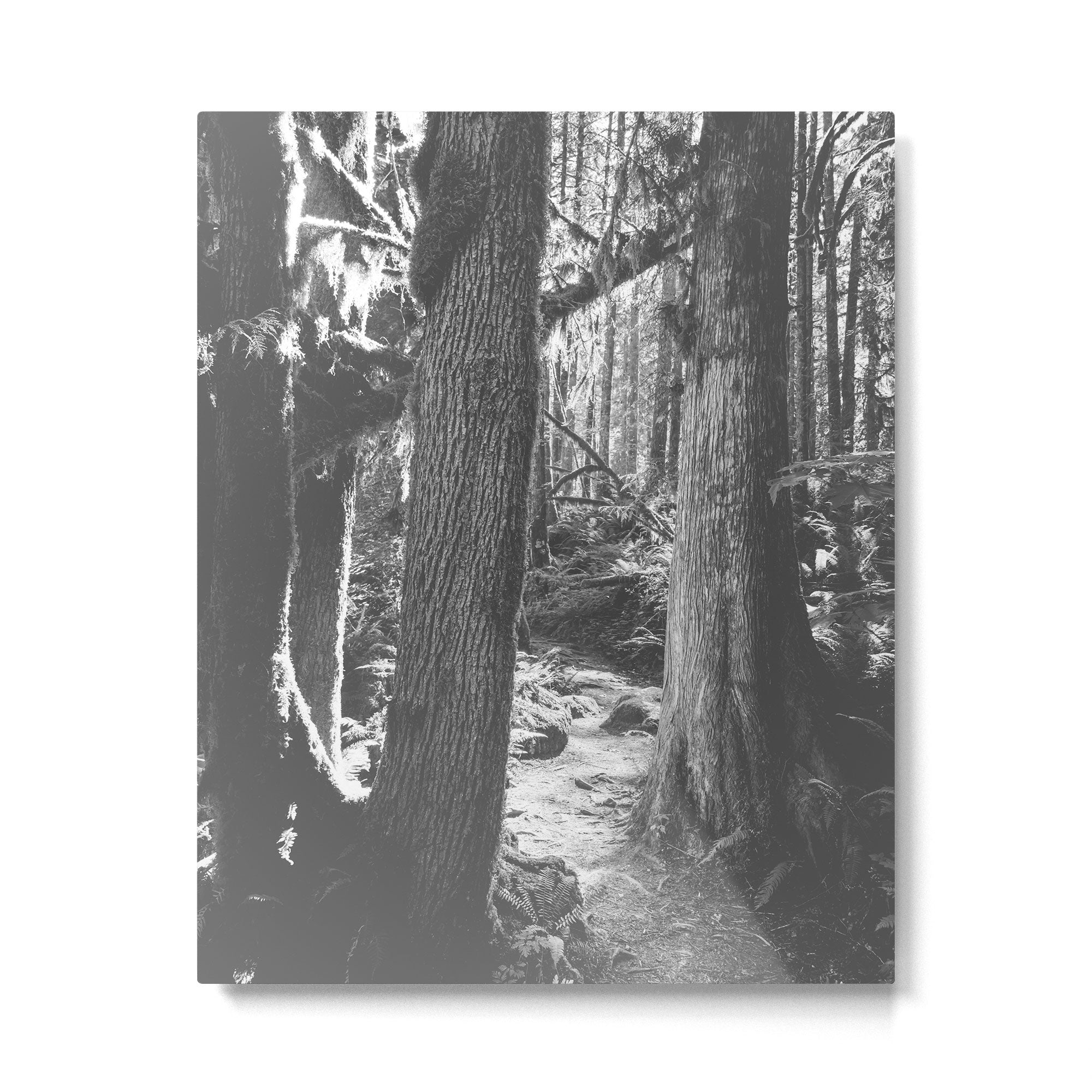Forest Wonderland - Black and White Nature Photography Metal Print Gallery Image 4