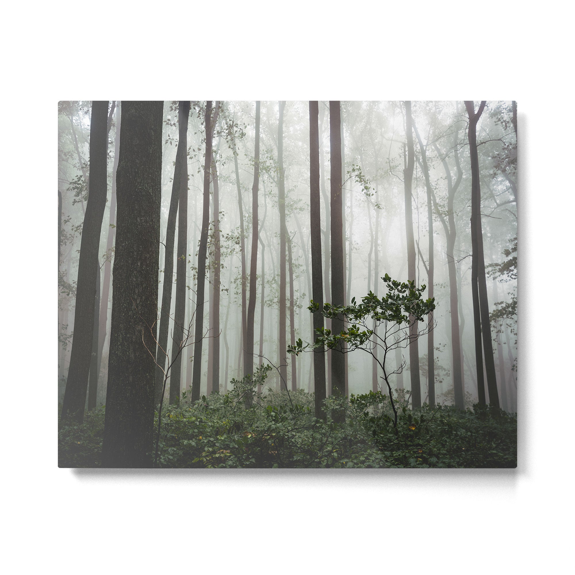 Great Smoky Mountains National Park - Forest Fog Adventure Metal Print Gallery Image 4
