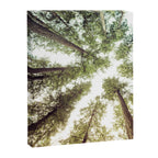 Green Forest Sky Trees Canvas Print Gallery Image 8