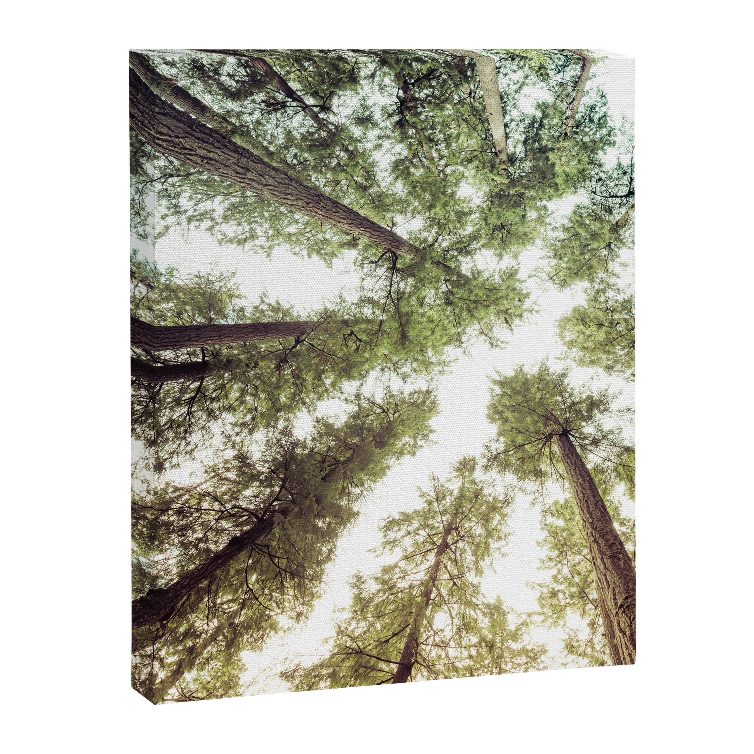Green Forest Sky Trees Canvas Print Gallery Image 8