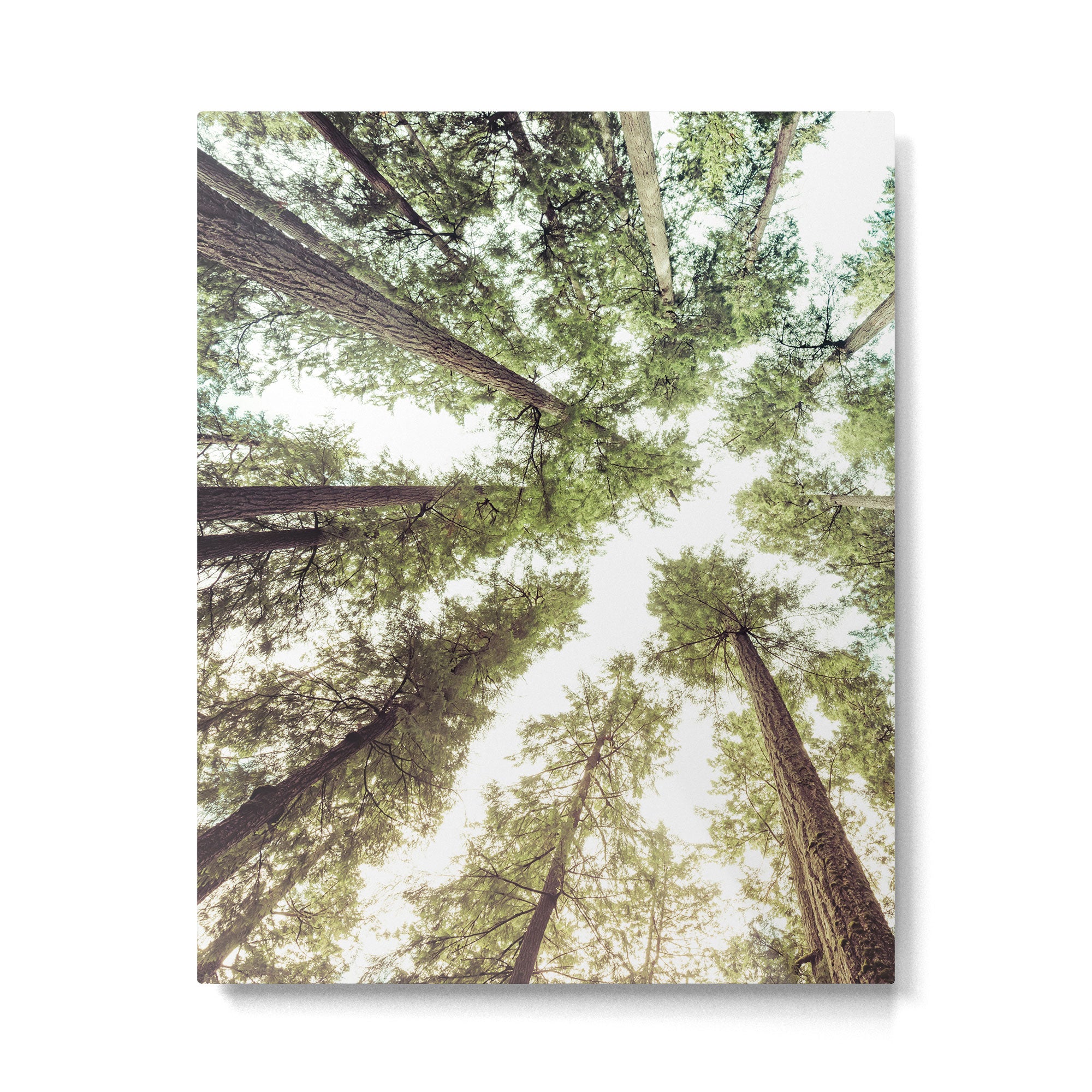 Green Forest Sky Trees Metal Print Gallery Image 6