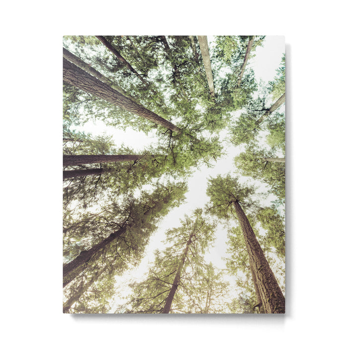 Green Forest Sky Trees Metal Print Gallery Image 1