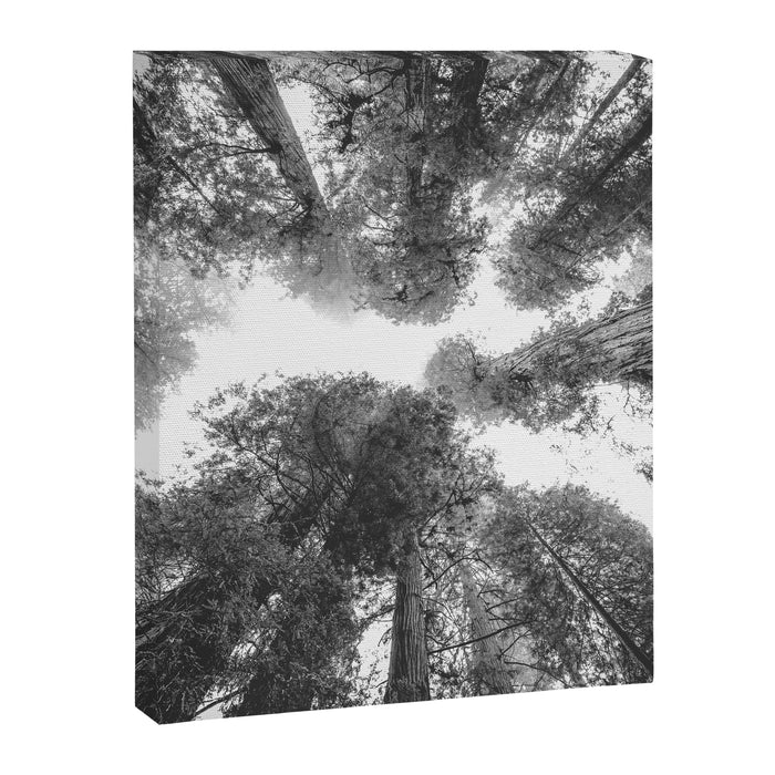 Into the Mist - Black and White Nature Photography Canvas Print Gallery Image 1