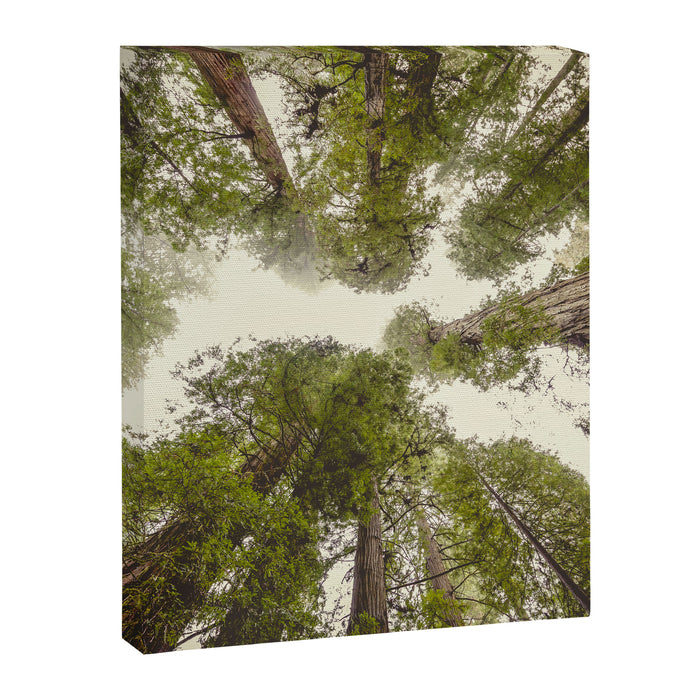 Into the Mist - Nature Photography Canvas Print Gallery Image 1
