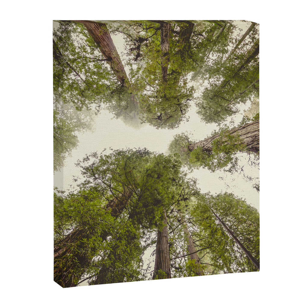 Into the Mist - Nature Photography Canvas Print Gallery Image 6
