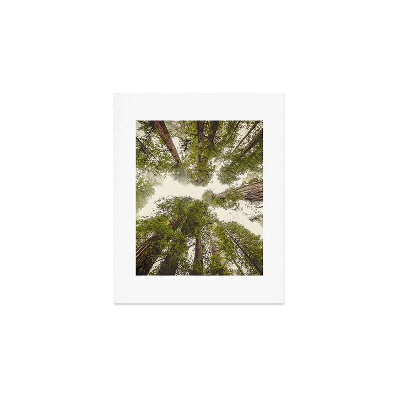 Into the Mist - Nature Photography Art Print Gallery Image 1