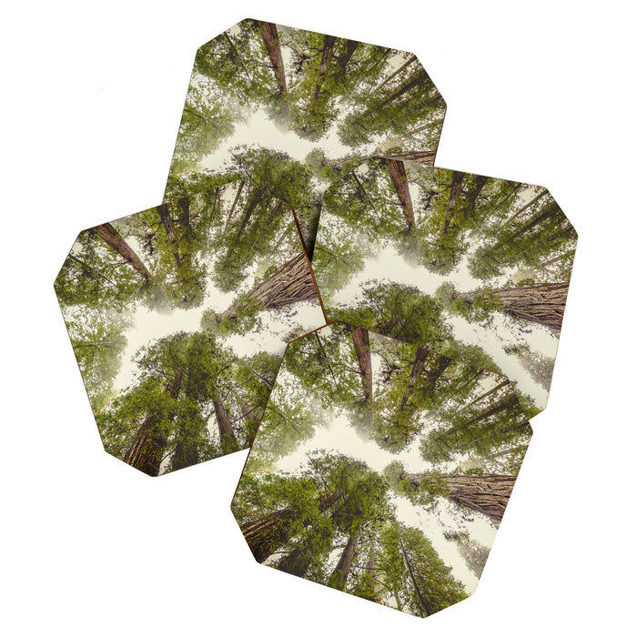 Into the Mist - Nature Photography Coaster Gallery Image 1