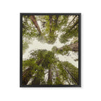 Into the Mist - Nature Photography Framed Canvas Print Gallery Image 6