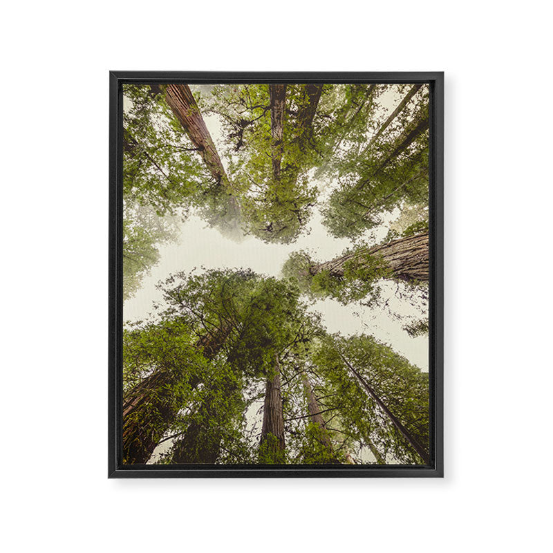 Into the Mist - Nature Photography Framed Canvas Print Gallery Image 6