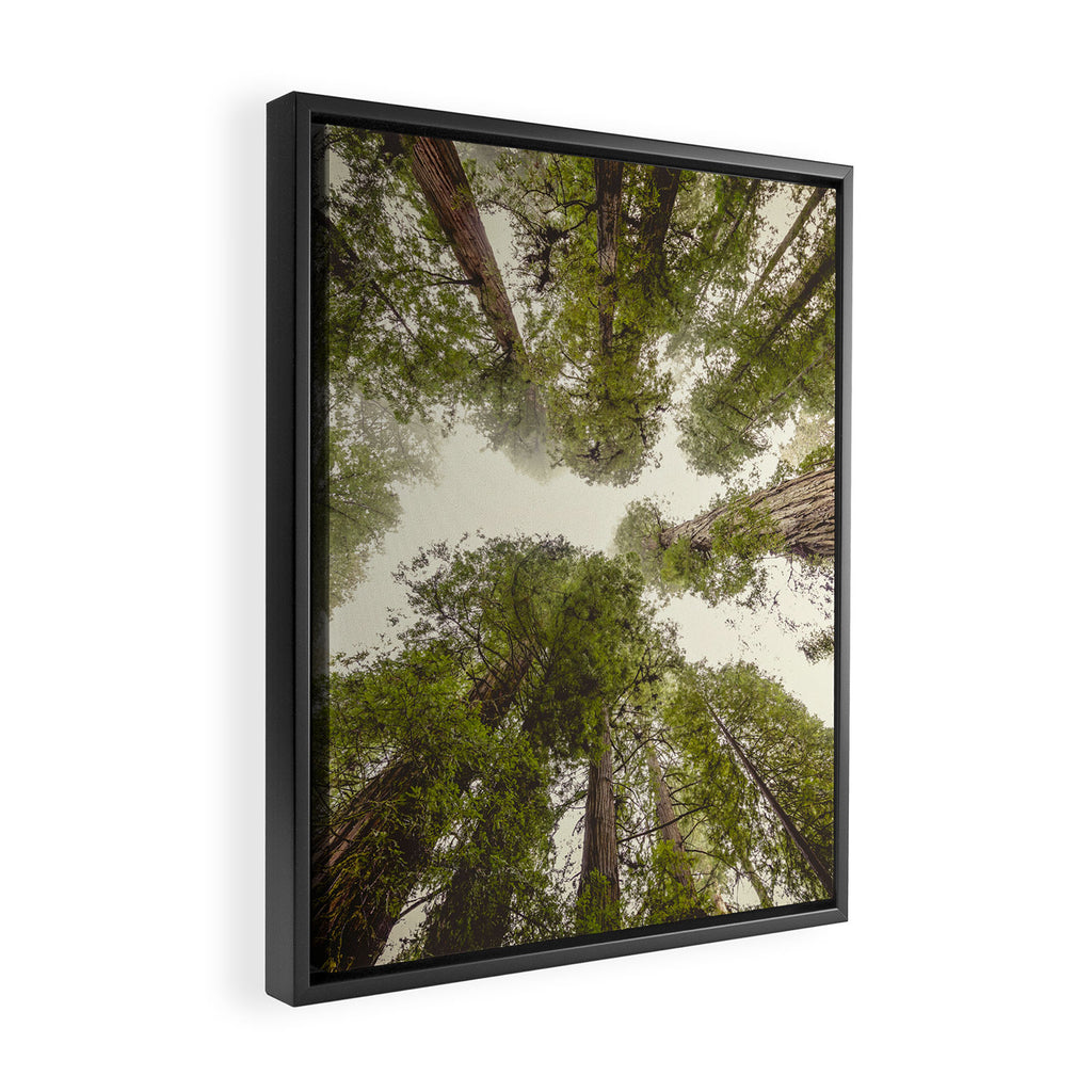 Into the Mist - Nature Photography Framed Canvas Print Gallery Image 2
