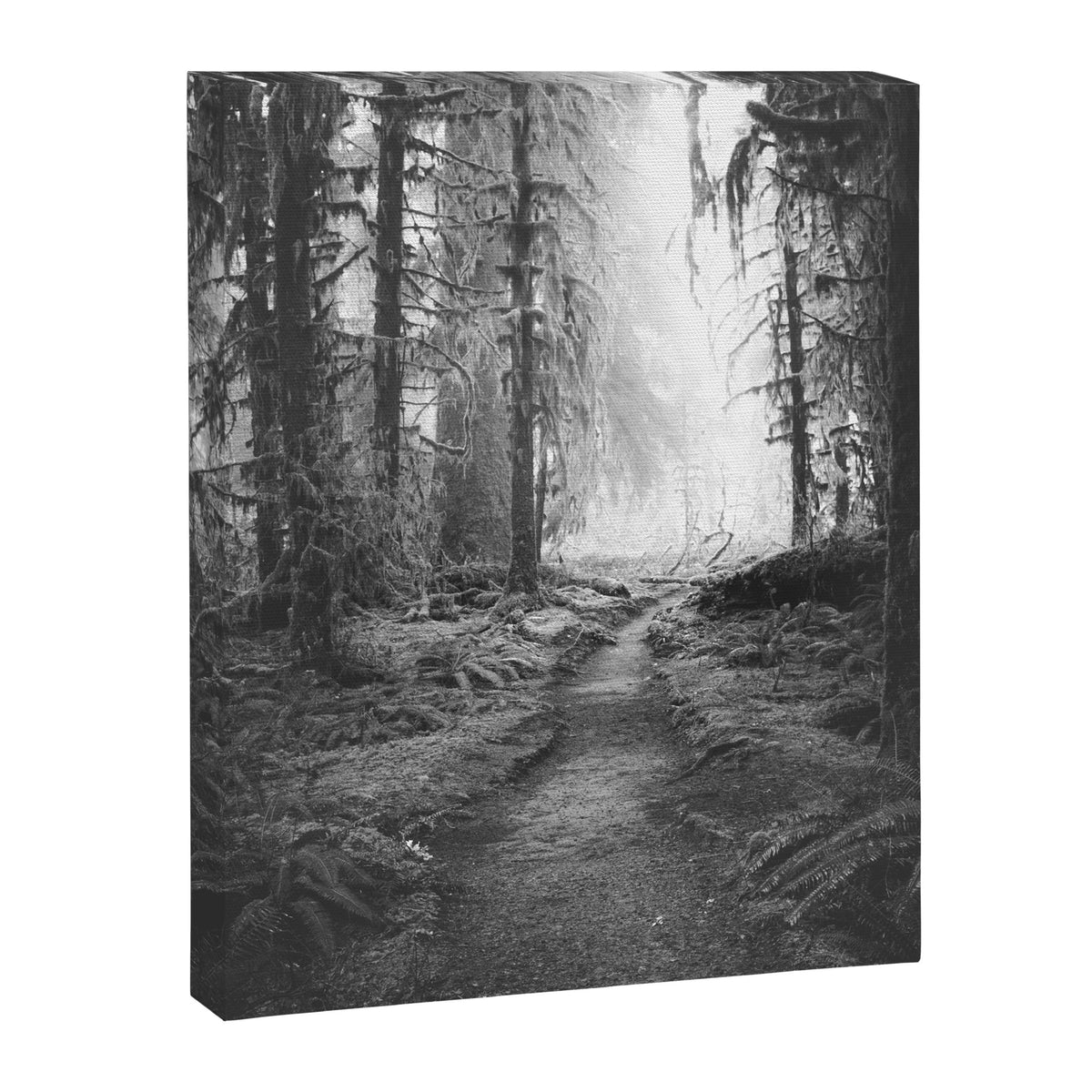 Magical Washington Rainforest Black and White Canvas Print Gallery Image 8