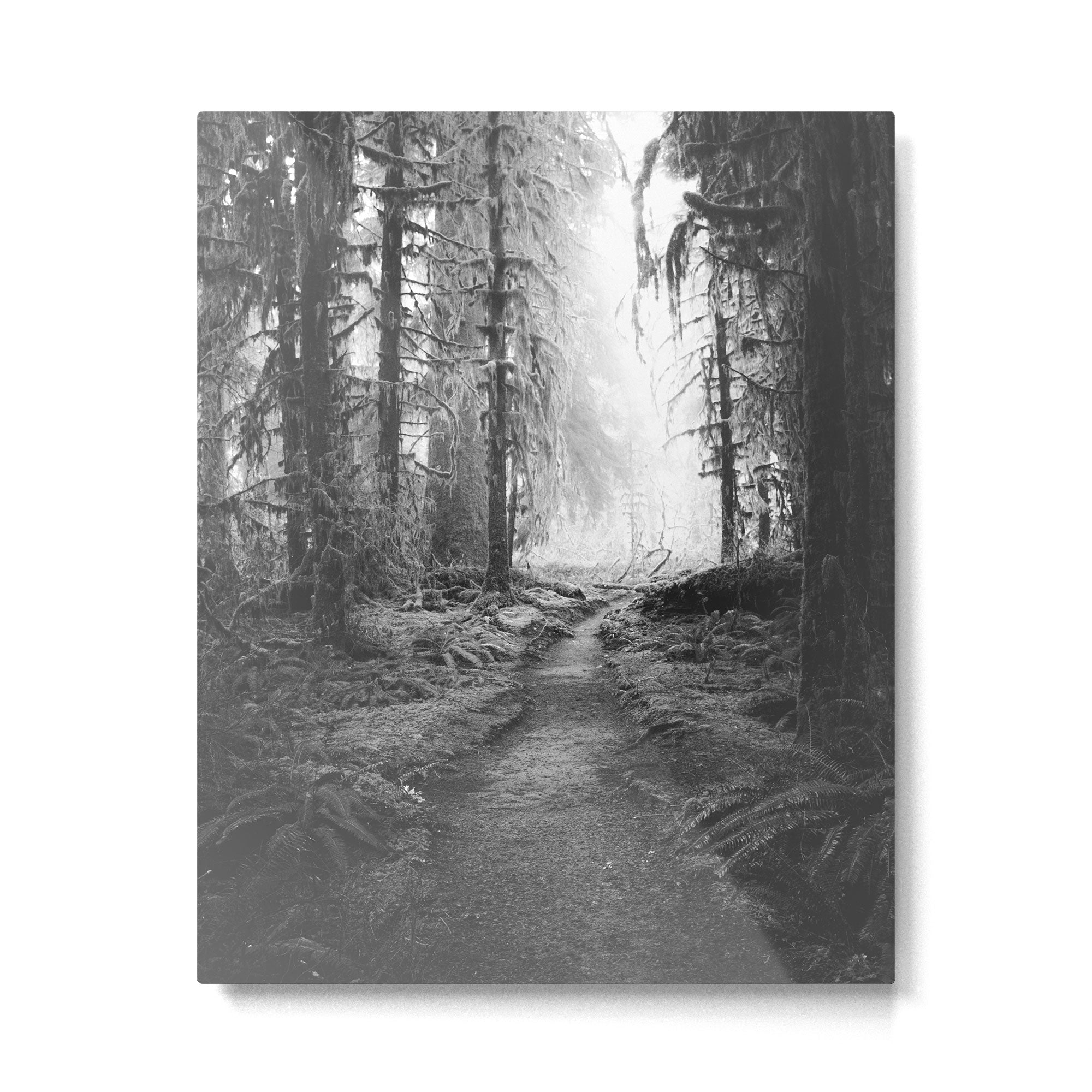 Magical Washington Rainforest Black and White Metal Print Gallery Image 6