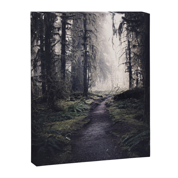 Magical Washington Rainforest Canvas Print Gallery Image 1