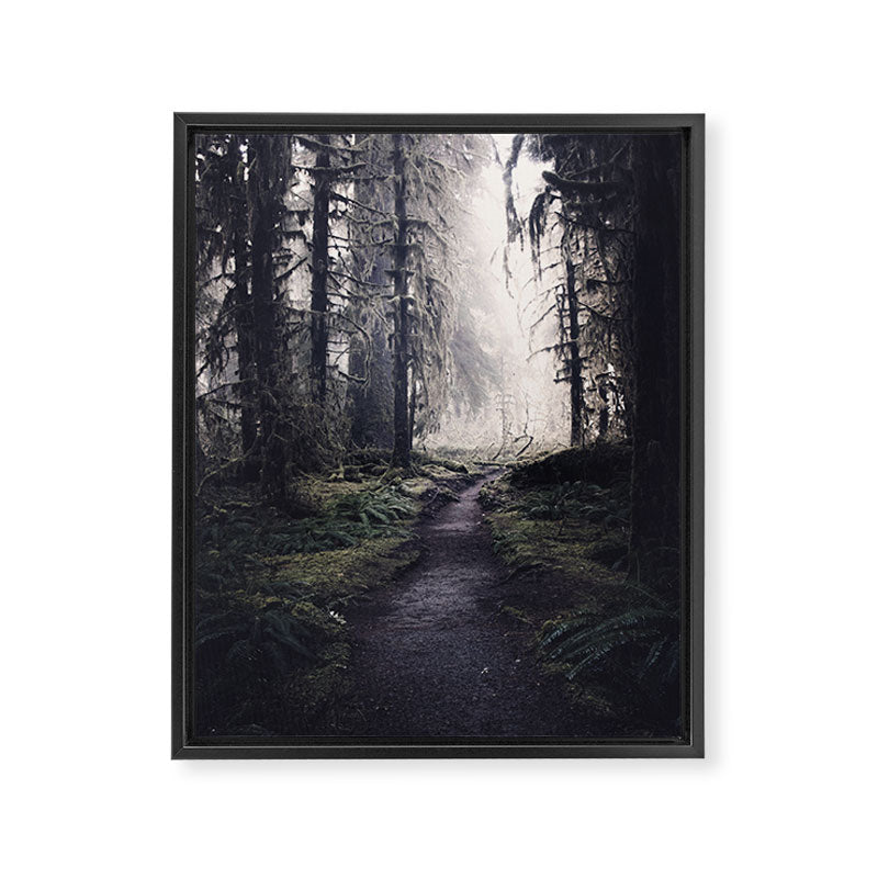Magical Washington Rainforest Framed Canvas Print Gallery Image 8