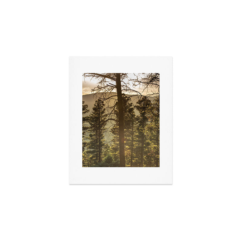 Mountain Forest New Mexico - Nature Photography Art Print Gallery Image 1