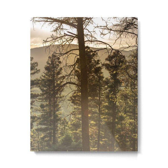 Mountain Forest New Mexico - Nature Photography Metal Print Gallery Image 1