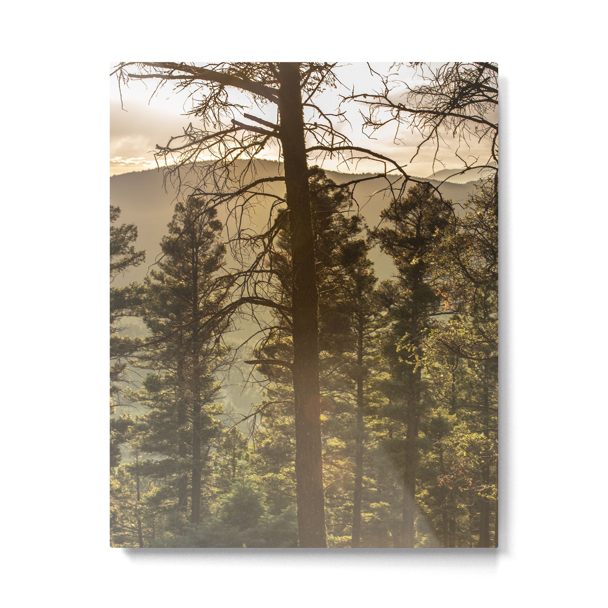 Mountain Forest New Mexico - Nature Photography Metal Print Gallery Image 4