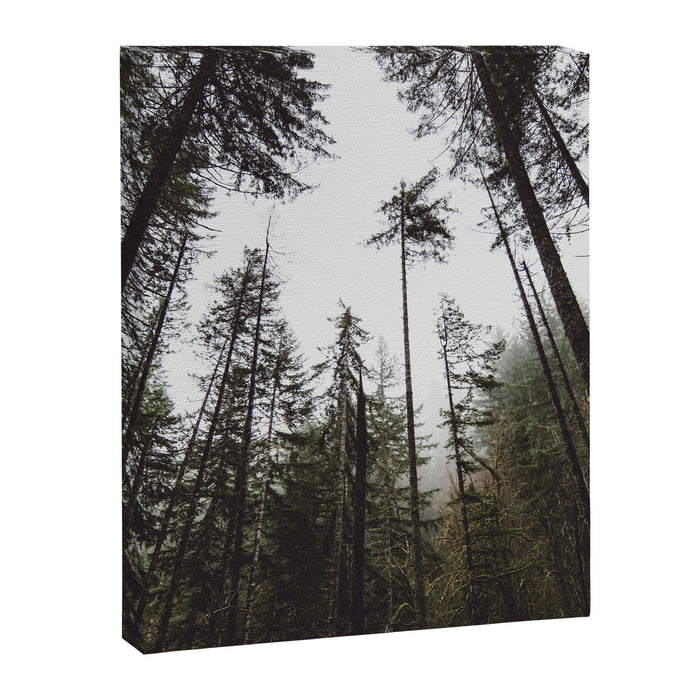 Pacific Northwest Forest Canvas Print Gallery Image 1