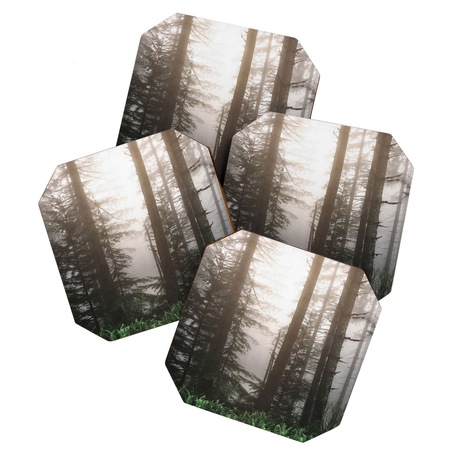 Pacific Northwest Forest Fog Adventures Coaster Gallery Image 1