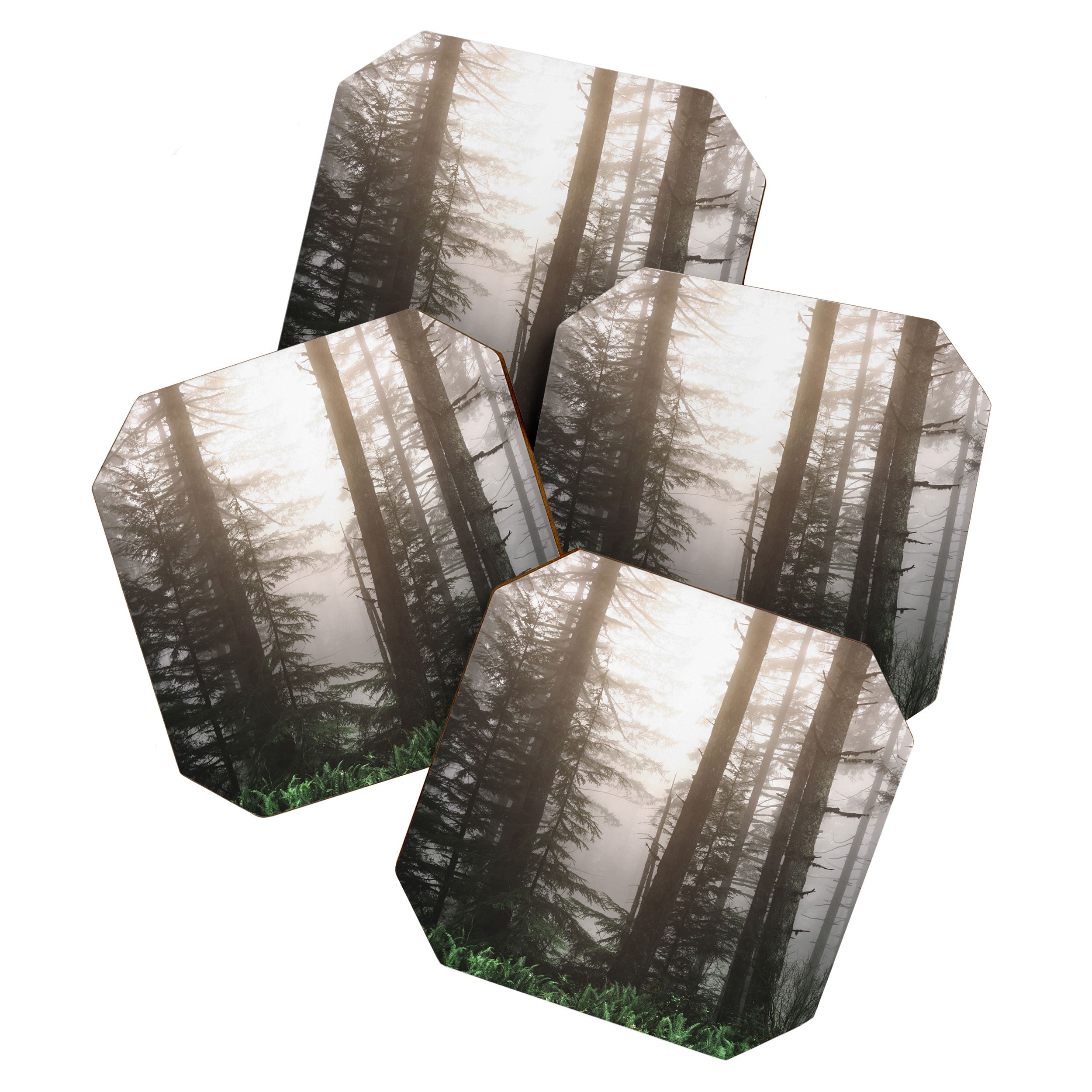 Pacific Northwest Forest Fog Adventures Coaster Gallery Image 1