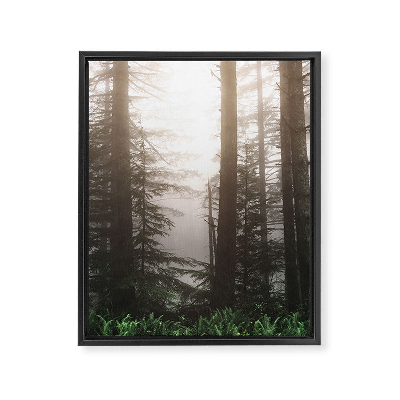 Pacific Northwest Forest Fog Adventures Framed Canvas Print Gallery Image 6