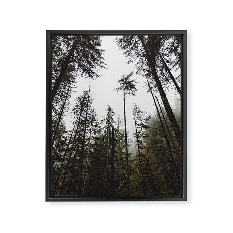 Pacific Northwest Forest Framed Canvas Print Gallery Image 6