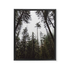 Pacific Northwest Forest Framed Canvas Print Gallery Image 6