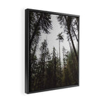 Pacific Northwest Forest Framed Canvas Print Gallery Image 2