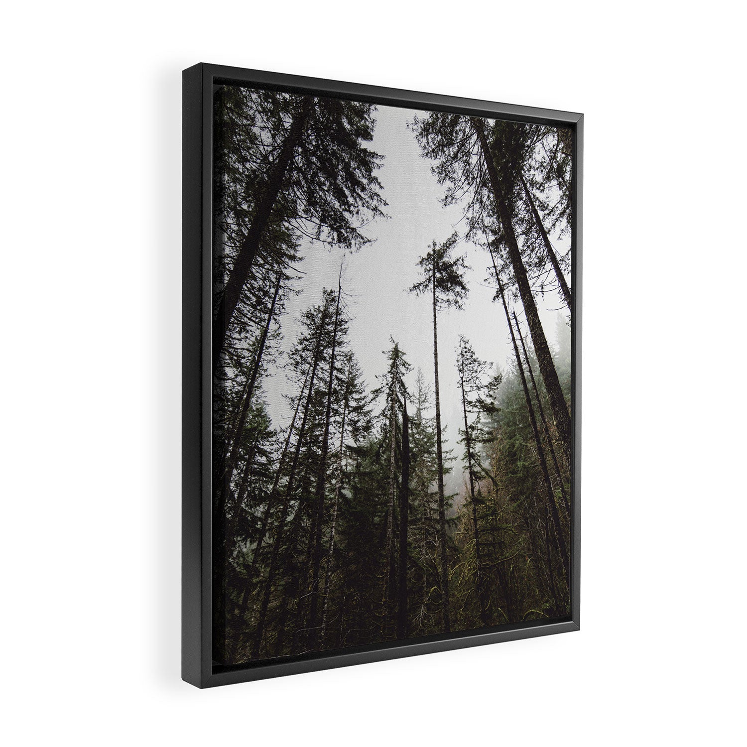 Pacific Northwest Forest Framed Canvas Print Gallery Image 2