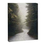 Redwood Forest Adventure 2022 - Nature Photography Canvas Print Gallery Image 6
