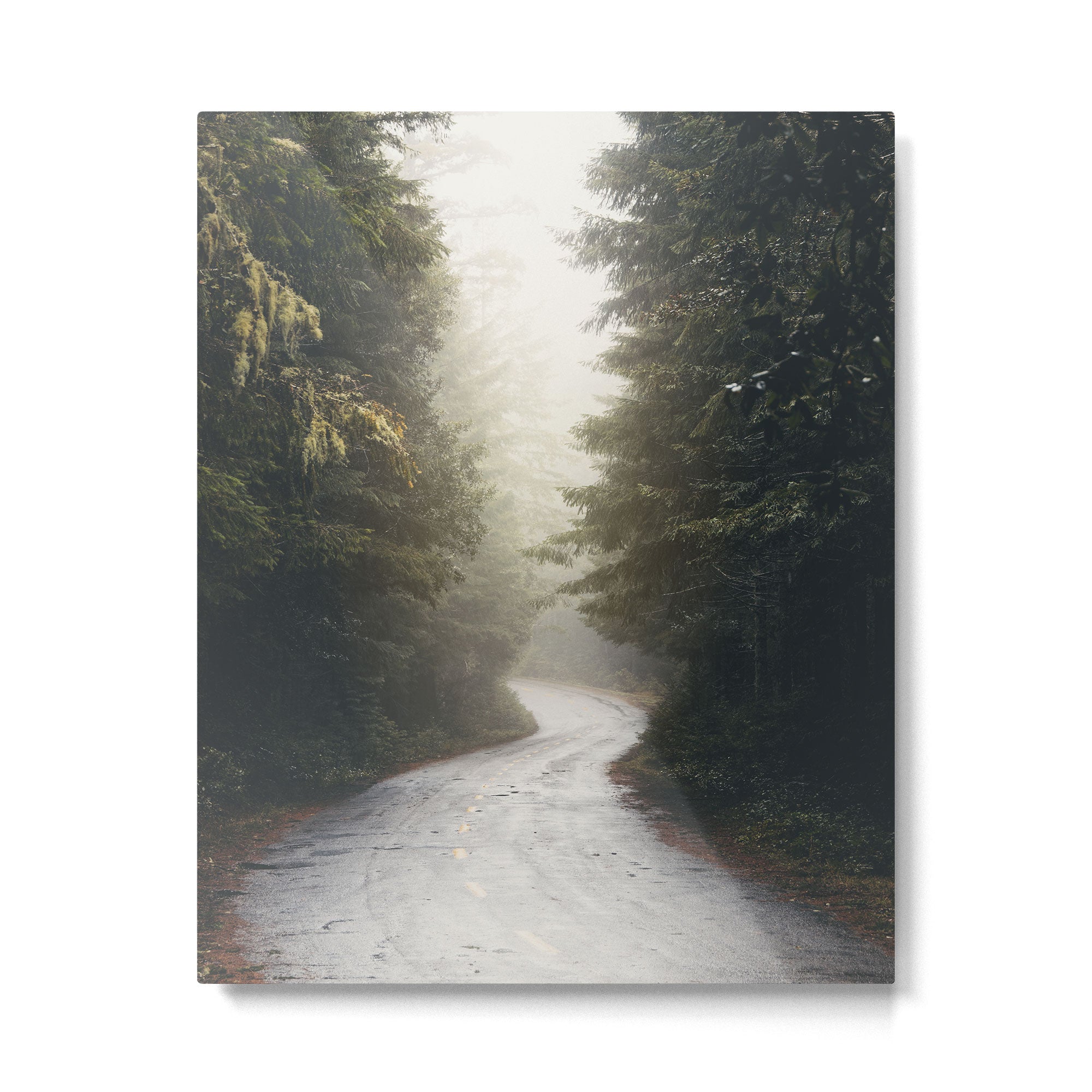 Redwood Forest Adventure 2022 - Nature Photography Metal Print Gallery Image 4