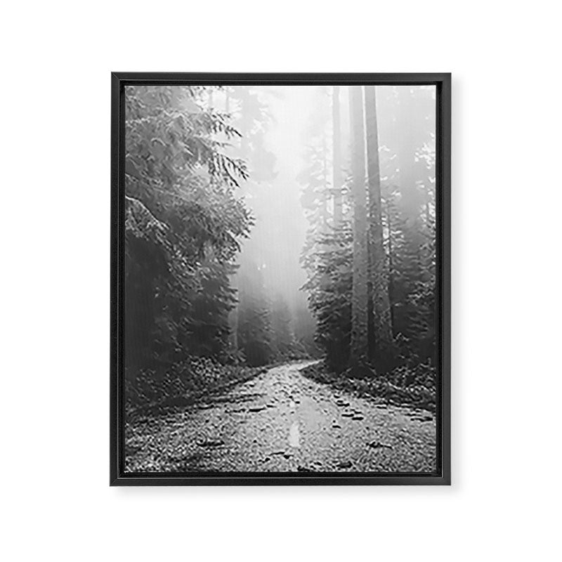 Redwood Forest Adventure Black and White - Nature Photography Framed Canvas Print Gallery Image 6