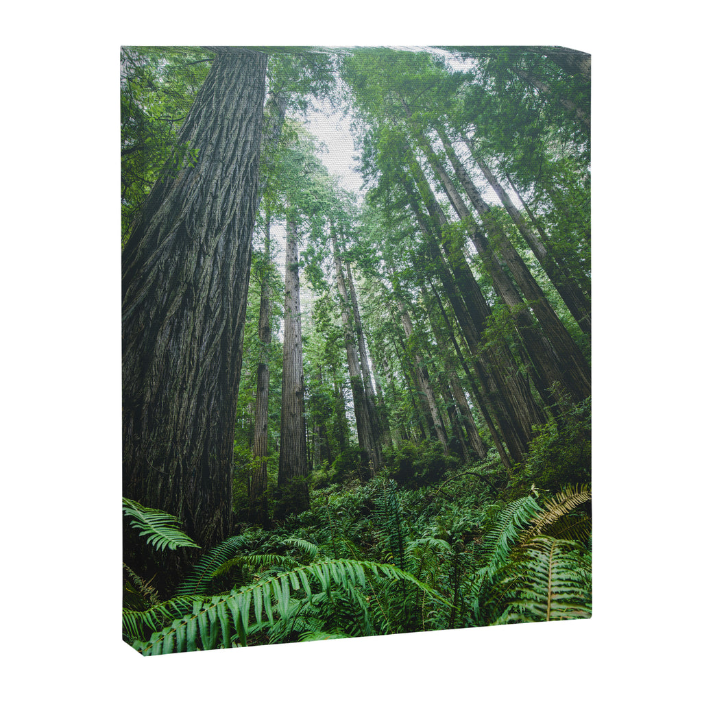Redwood Forest Adventure IV - National Parks Nature Photography Canvas Print Gallery Image 6