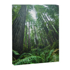 Redwood Forest Adventure IV - National Parks Nature Photography Canvas Print Gallery Image 6