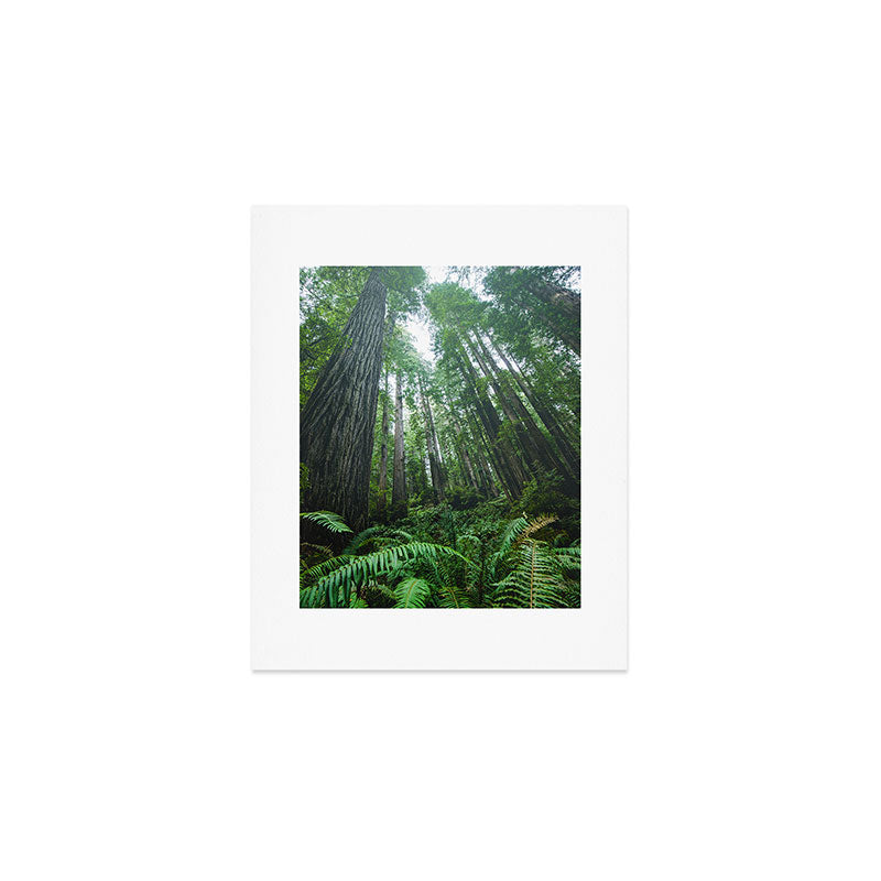 Redwood Forest Adventure IV - National Parks Nature Photography Art Print Gallery Image 1