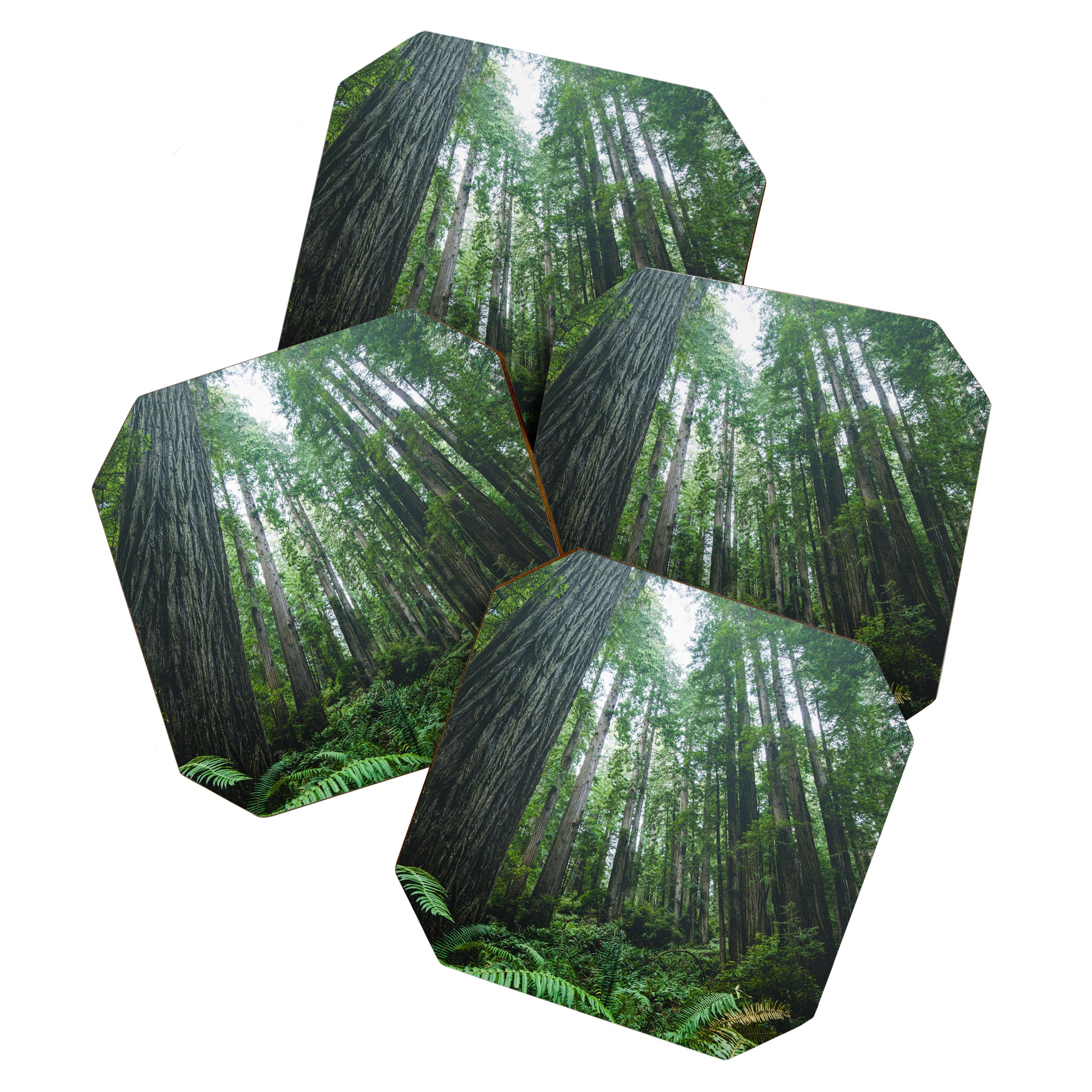 Redwood Forest Adventure IV - National Parks Nature Photography Coaster Gallery Image 1