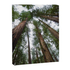 Redwood Forest Adventure VI - Nature Photography Canvas Print Gallery Image 6