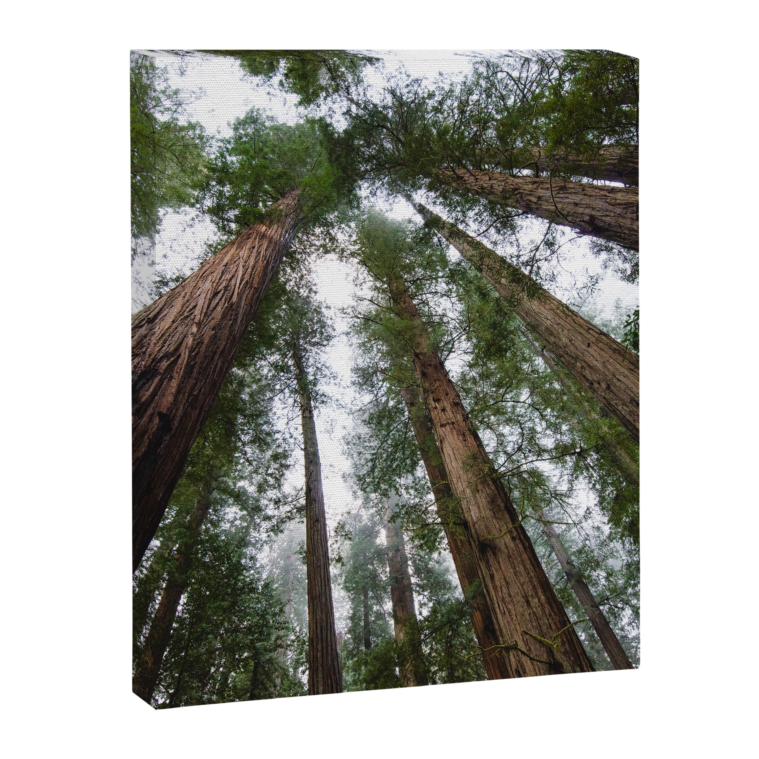 Redwood Forest Adventure VI - Nature Photography Canvas Print Gallery Image 6