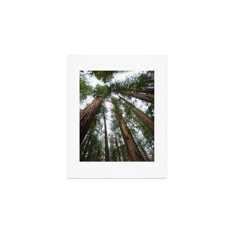 Redwood Forest Adventure VI - Nature Photography Art Print Gallery Image 1