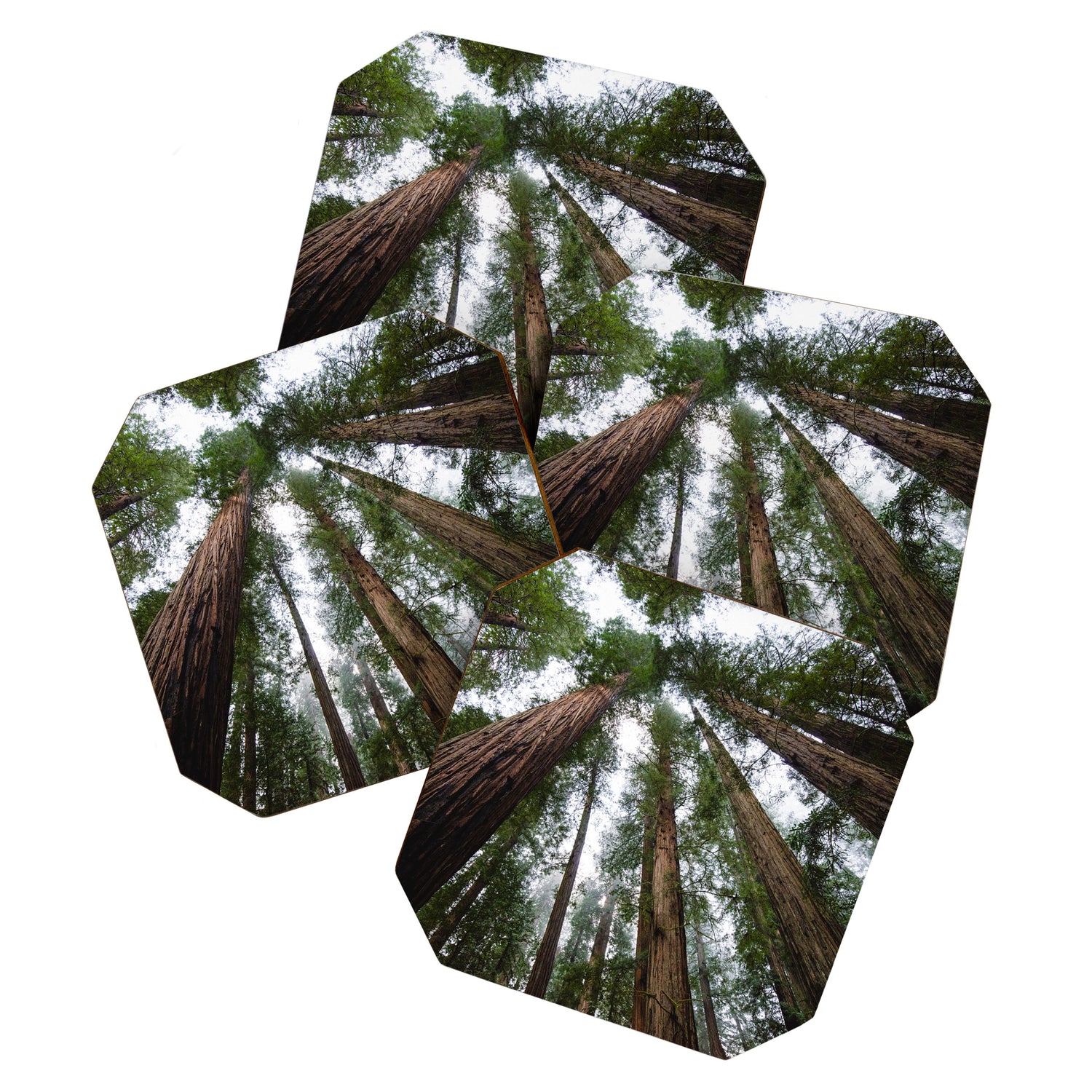 Redwood Forest Adventure VI - Nature Photography Coaster Gallery Image 1