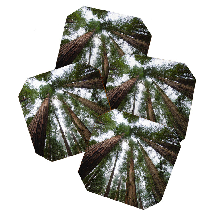 Redwood Forest Adventure VI - Nature Photography Coaster Gallery Image 1