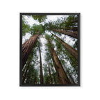 Redwood Forest Adventure VI - Nature Photography Framed Canvas Print Gallery Image 6